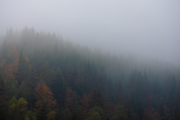 国产斯泰拉纺车轮和阿布哪个好